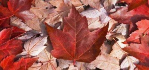 ���ô���ѧ�ٿ�