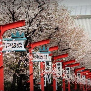 �����ձ���ѧҪ������Щ����